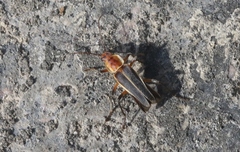 Chauliognathus obscurus