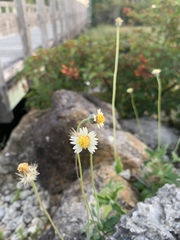 Tridax procumbens image