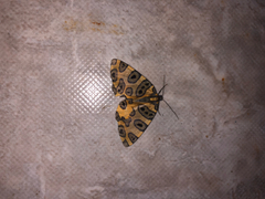 Pantherodes pardalaria