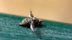 Callopistromyia strigula