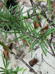 Conradina verticillata