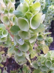 Moluccella laevis
