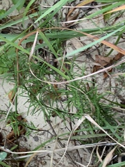 Conradina verticillata