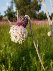 Cirsium velatum