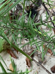 Conradina verticillata