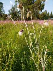 Cirsium velatum
