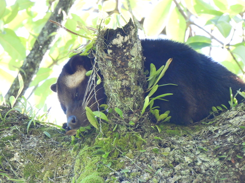 Paguma larvata