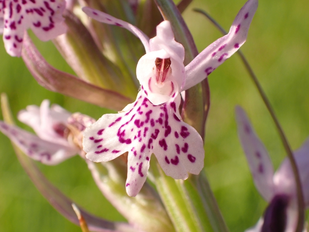 Dactylorhiza incarnata