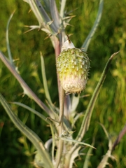 Cirsium velatum