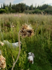 Cirsium velatum