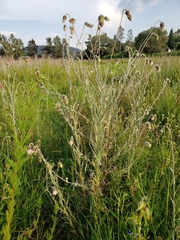 Cirsium velatum