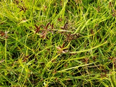 Cyperus flavescens piceus