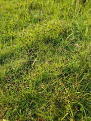 Cyperus flavescens piceus