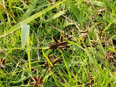 Cyperus flavescens piceus