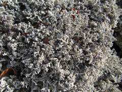 Stereocaulon paschale