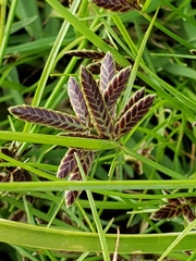 Cyperus flavescens piceus