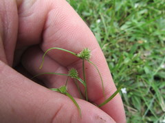 Cyperus hortensis
