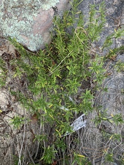 Conradina verticillata