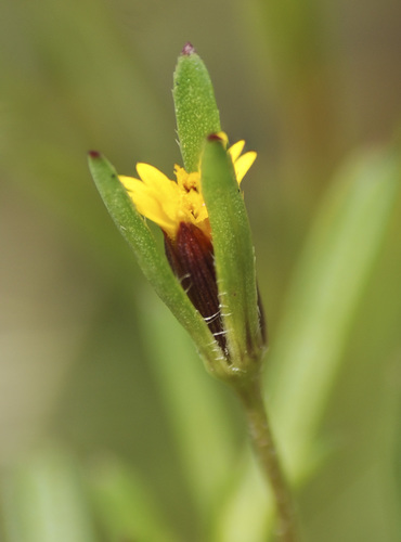 Heterosperma pinnatum Cav.