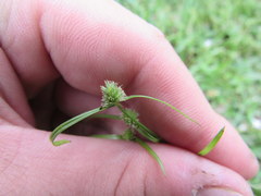 Cyperus hortensis