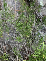 Conradina verticillata