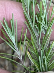 Conradina verticillata