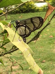 Methona confusa psamathe