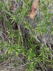 Conradina verticillata