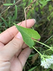 Mikania scandens image