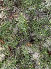 Conradina verticillata