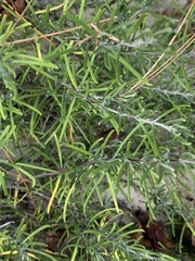 Conradina verticillata