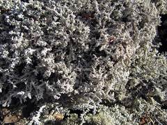 Stereocaulon paschale