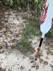 Conradina verticillata