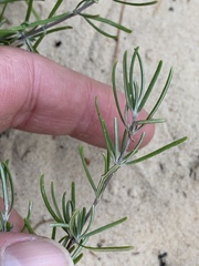 Conradina verticillata