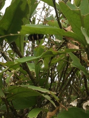 Methona confusa psamathe