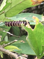 Methona confusa psamathe