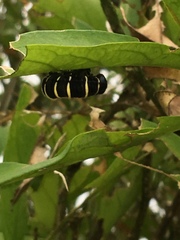 Methona confusa psamathe