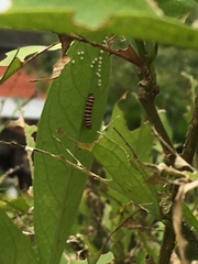 Methona confusa psamathe