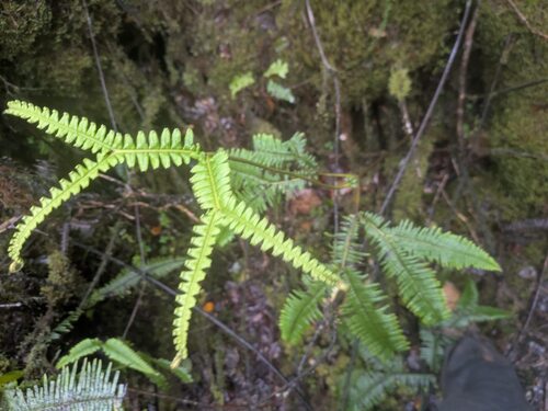 uluhe (Sticherus owhyhensis)