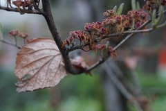 Hamamelis japonica
