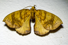 Eulithis gracilineata