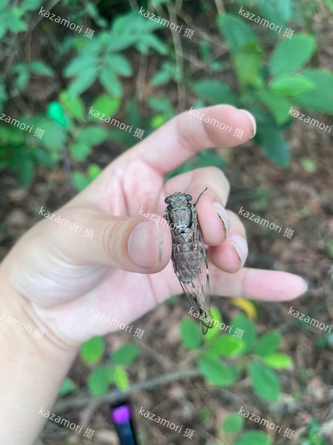 Purana gigas