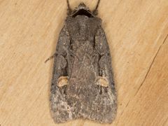 Adelphagrotis indeterminata