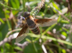Exoprosopa brevirostris
