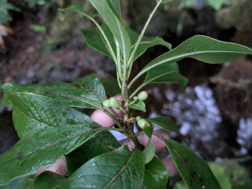 Coprosma waimeae observed 2025-06-17