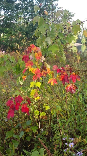Acer rubrum