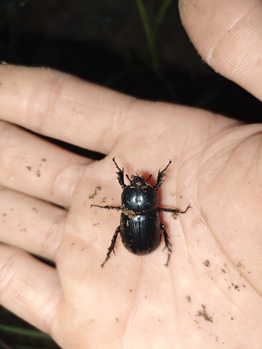 Eophileurus chinensis
