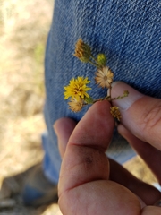Lessingia pectinata tenuipes