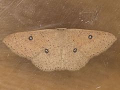 Cyclophora dataria