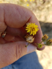 Lessingia pectinata tenuipes